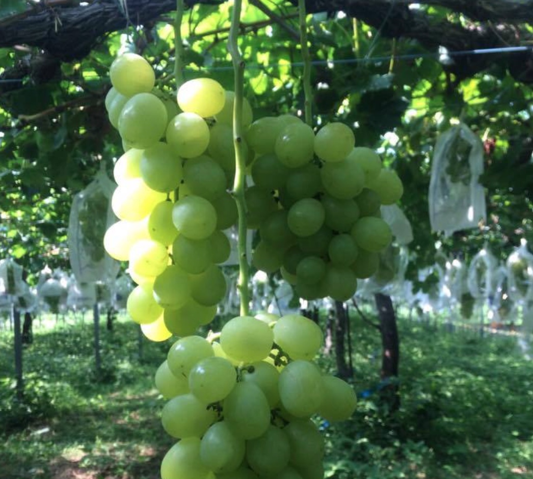 和歌山]愛犬とのお出かけにオススメ観光スポットその3