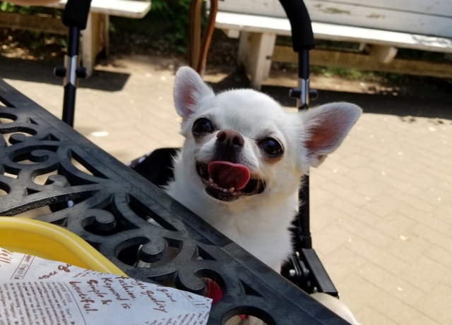 [和歌山]犬同伴OKで食事ができるレストランやドッグカフェを紹介