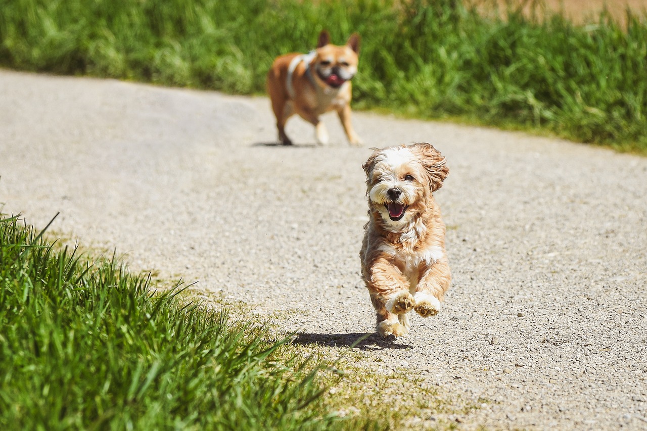 [東京]犬連れOK!ワンコも喜ぶおすすめの観光スポットを紹介