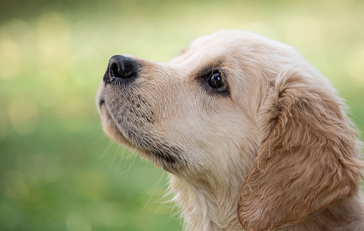 [関東]ワンコとお出かけ！犬と行けるおすすめスポット