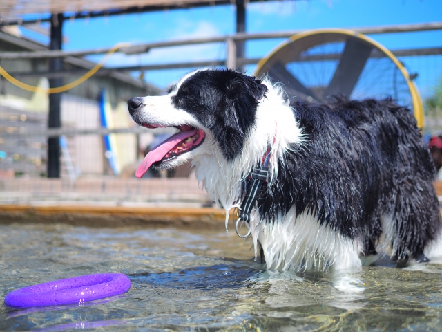 関西で犬用プールがあるおすすめ施設を紹介
