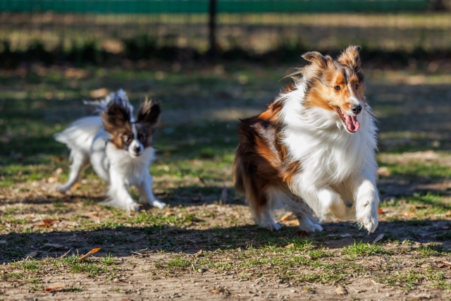 犬連れOK!ワンコと行ける和歌山の道の駅5選！