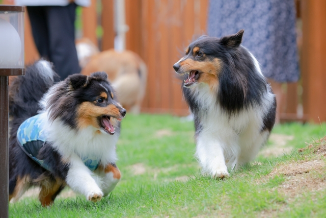 犬連れで行く淡路島！最新のドッグフレンドリーなカフェ＆レストラン6選